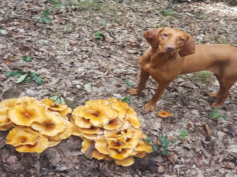 feature-vanatoare-de-trufe